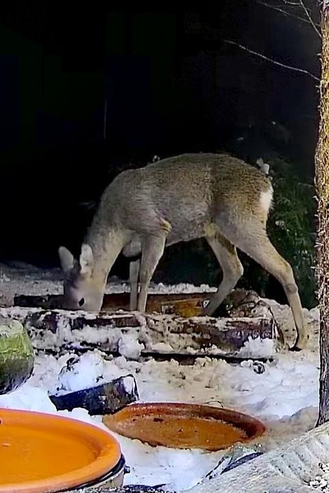 livebirdspoland_f0ae750d9c4336c31d85e6b7057507ff.jpg