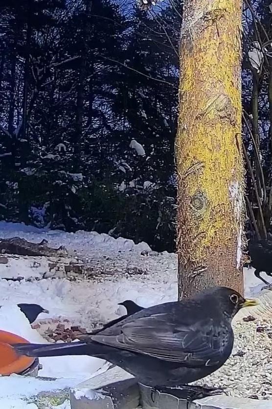 livebirdspoland_f425fd532478b62074e50b288b59947d.jpg