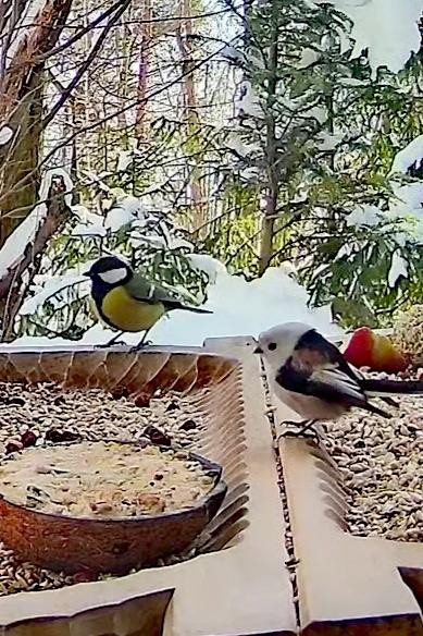 livebirdspoland_7c45c506af6e325871688647c3de7eea.jpg
