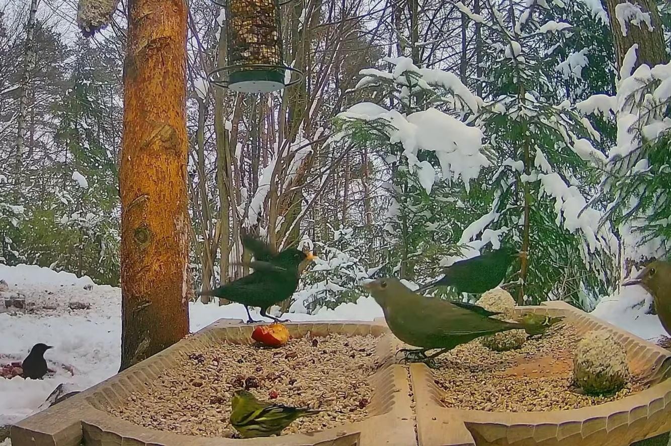 livebirdspoland_d864384329a5967913cae01c0ce9182f.jpg