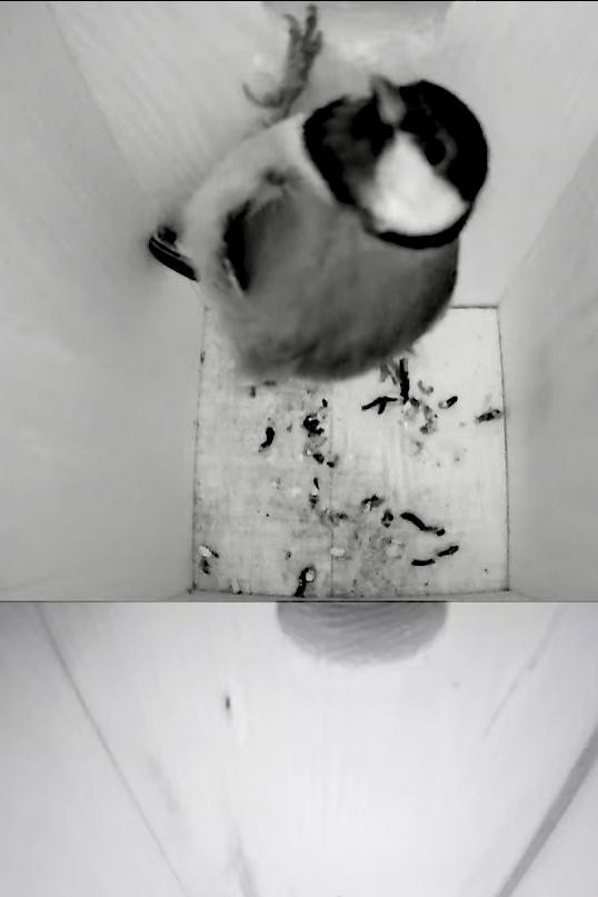 livebirdspoland_17f95ff2a6e3916f5e6c86c40341d592.jpg