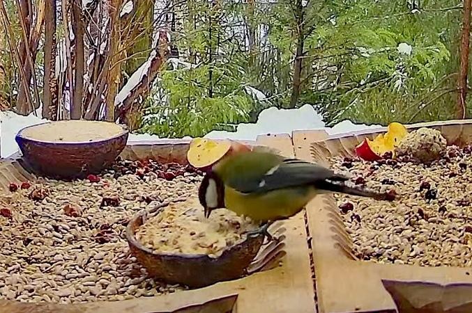 livebirdspoland_0c0a935bcfb985636dd3b8eb1c174306.jpg