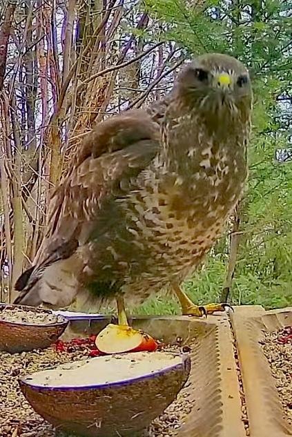 livebirdspoland_99d4df6c634a7e86e87b5581d56054e2.jpg