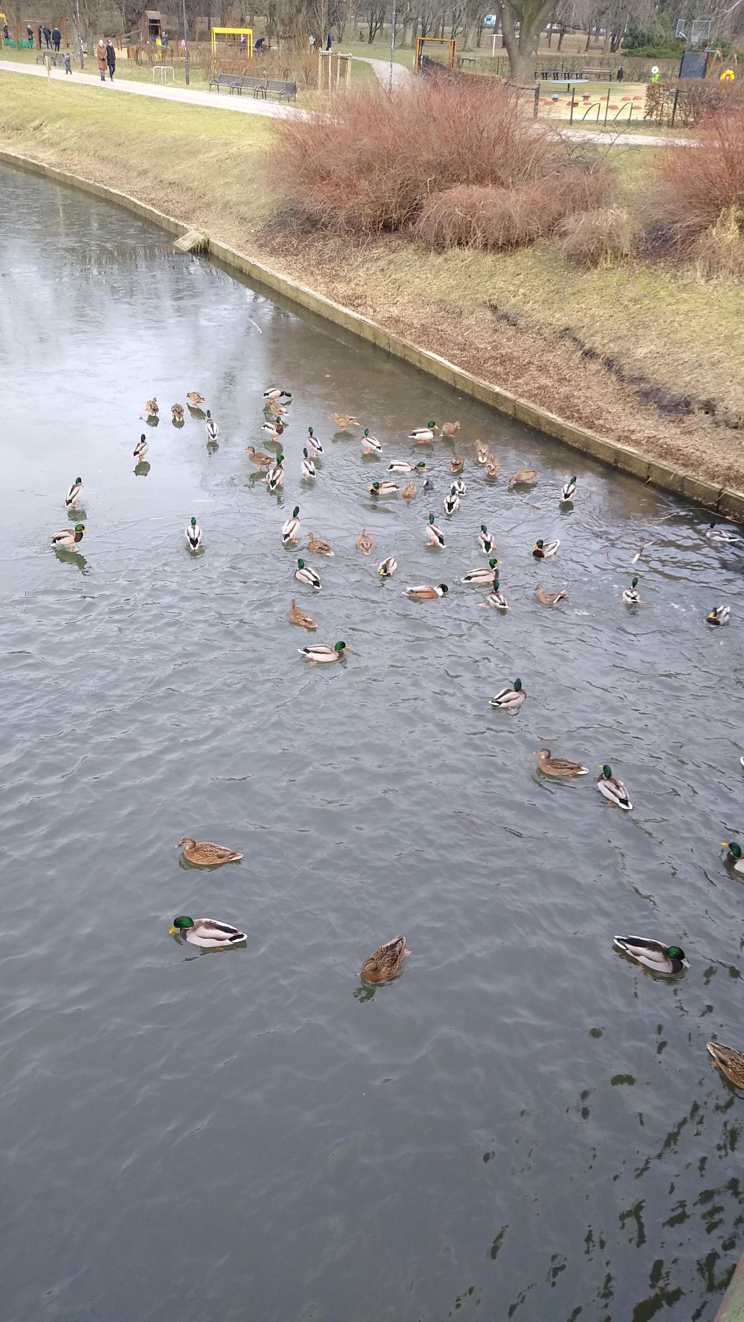 livebirdspoland_96dbd17deeaf684a509b9033fa715877.jpg