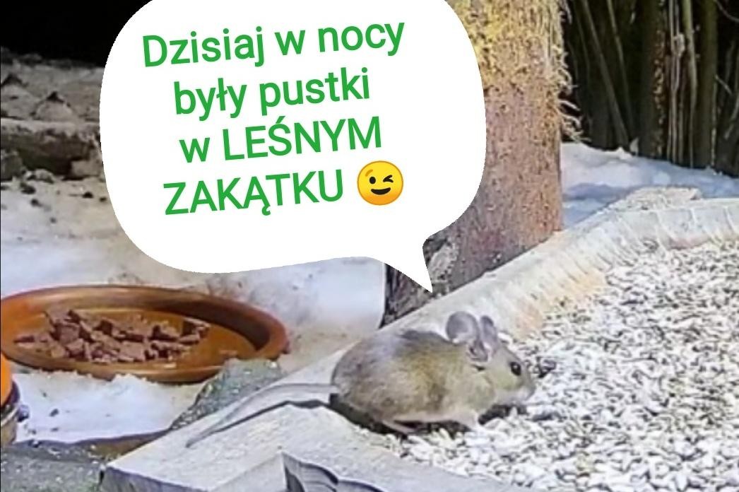 livebirdspoland_dd79ec8711e328e254259f7645f46e58.jpg