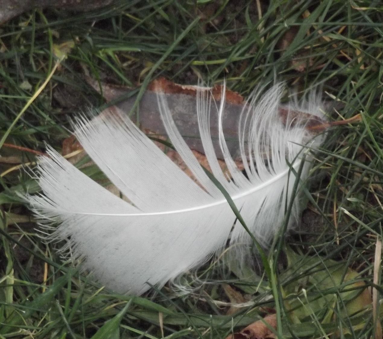 livebirdspoland_20044f03a4f04d13eb4a599a7c5c9f12.jpg