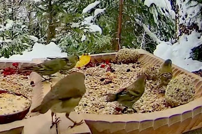 livebirdspoland_5ea0b53f7a55115c6a74ae34237b84fd.jpg