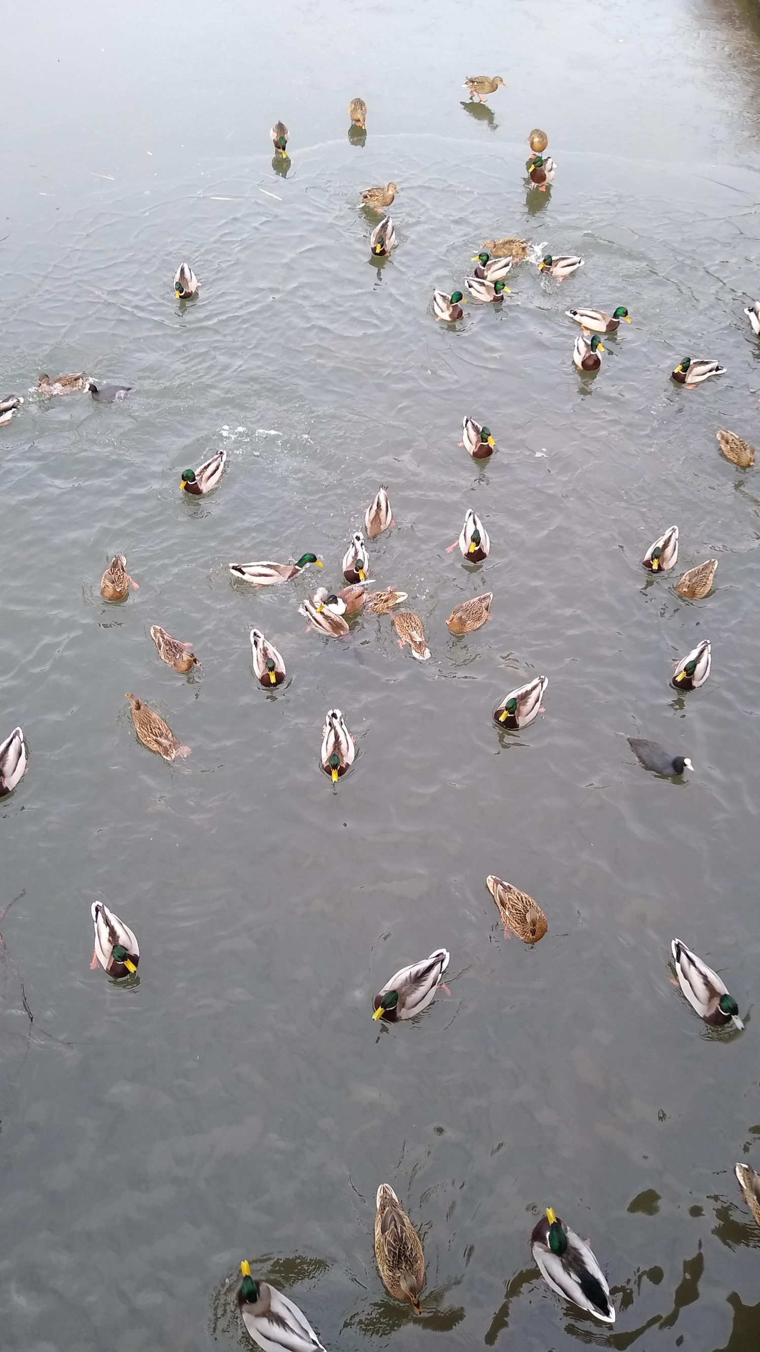 livebirdspoland_7dae1cac5345f1a2a626ded46ab20518.jpg