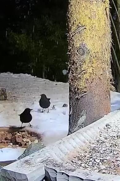 livebirdspoland_fd4347270f3122a3bb40dc31a1277fd2.jpg