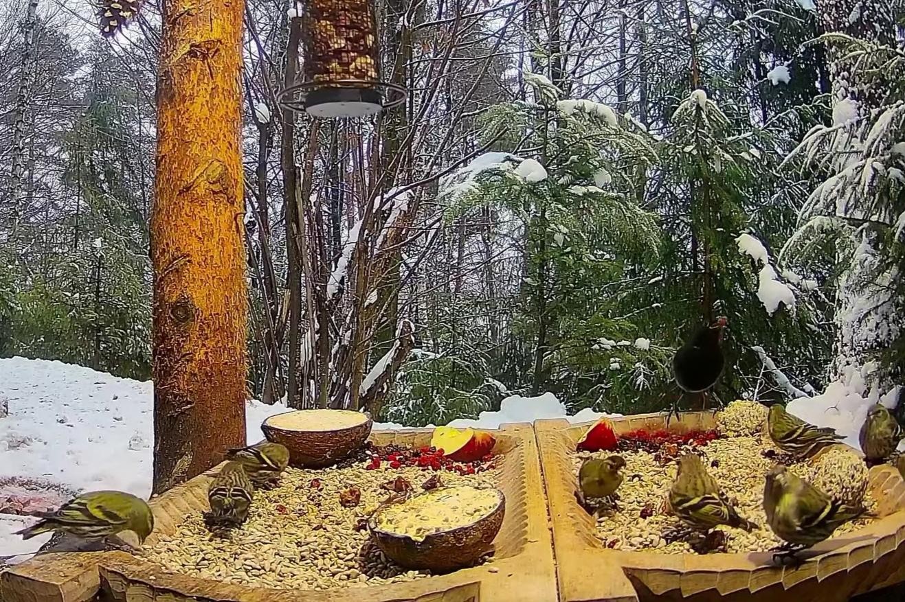 livebirdspoland_7094249c43d214ee091d49f7aa4403d9.jpg