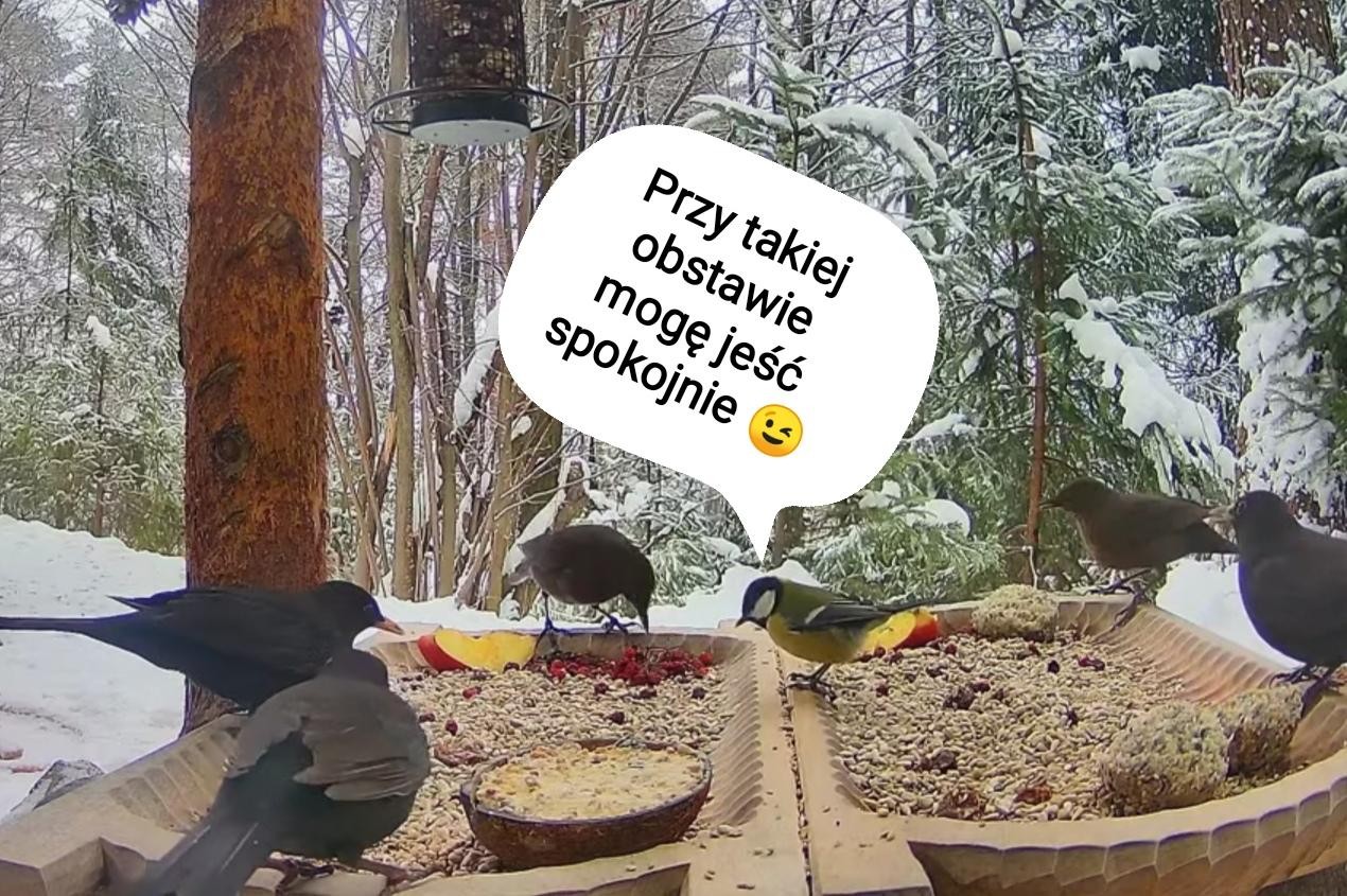 livebirdspoland_44386e1f5a929abbcfaece318ef7d21f.jpg