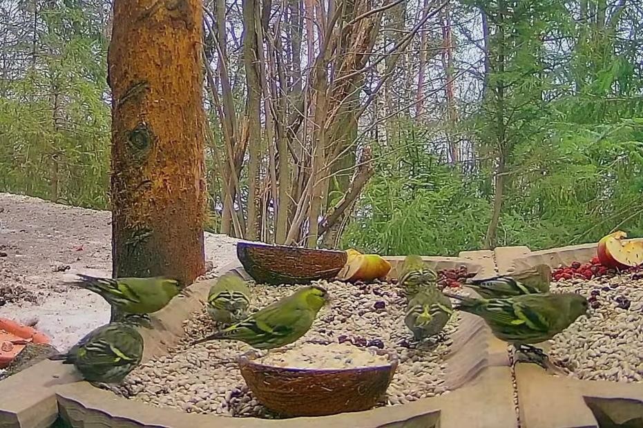 livebirdspoland_3da532cf5a3e7c7bd064ffeb706cf68d.jpg