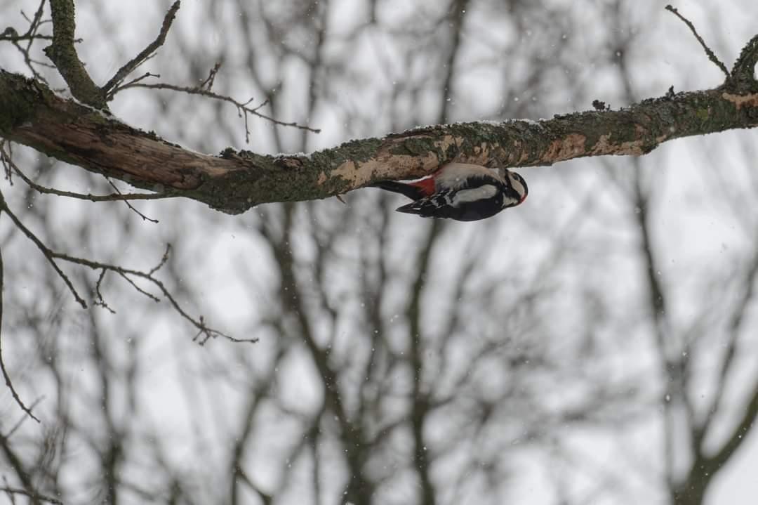 livebirdspoland_7cd6fc58b172612cdb011a2d059450fd.jpg