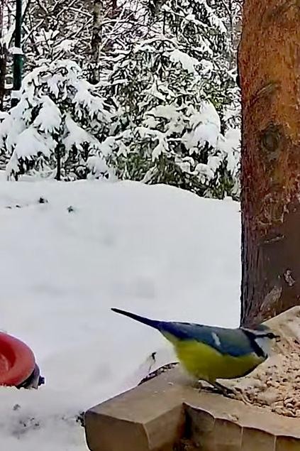 livebirdspoland_04ab960d3a08e8fa9cf5f2f24bb60698.jpg