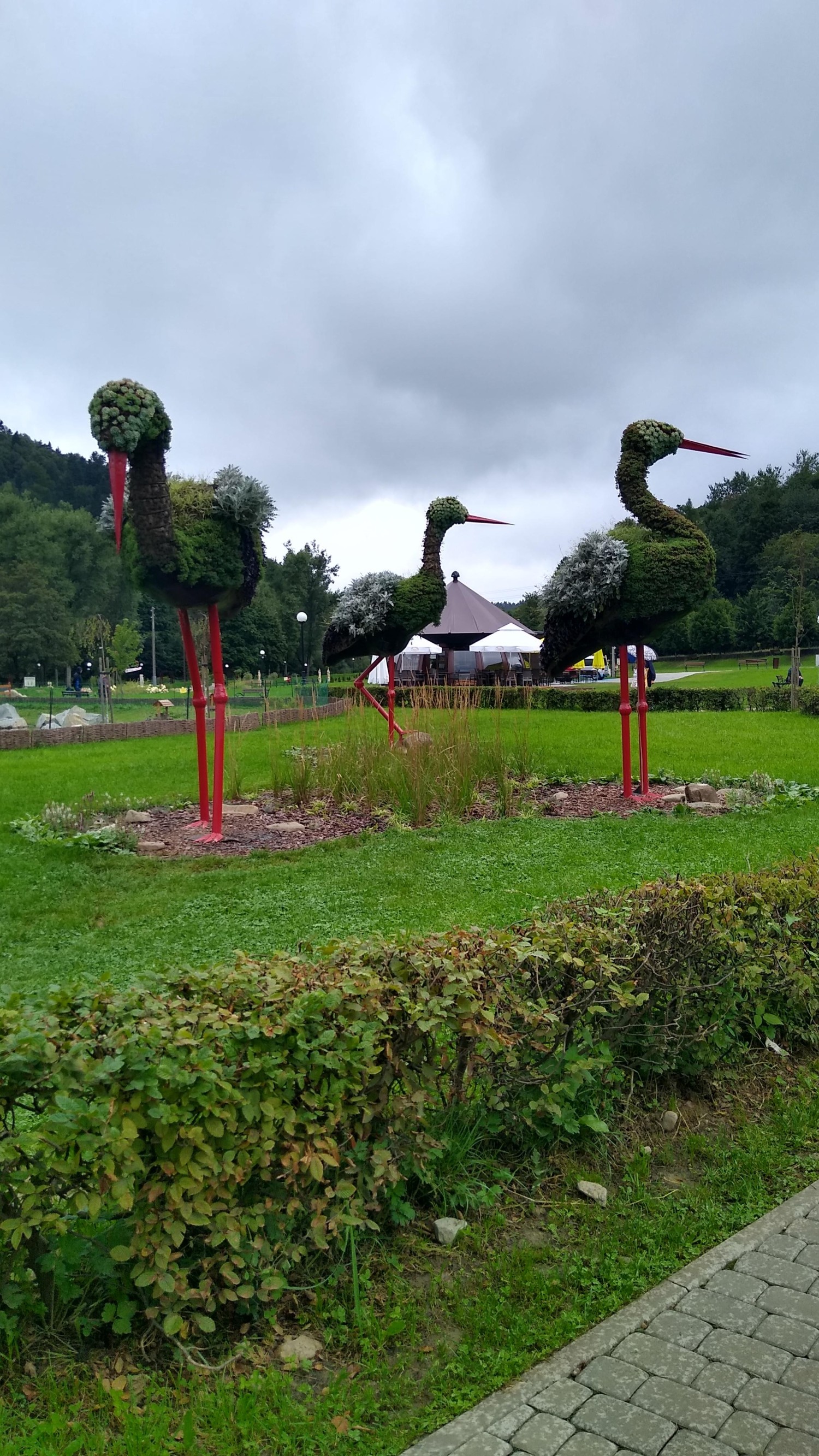 livebirdspoland_7a1c298c5b8ee239856815971cb8334e.jpg