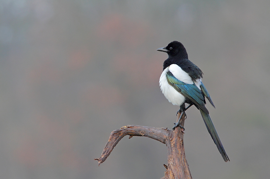 livebirdspoland_b34eda8ef8a5c7b593e058d82ea7133f.png