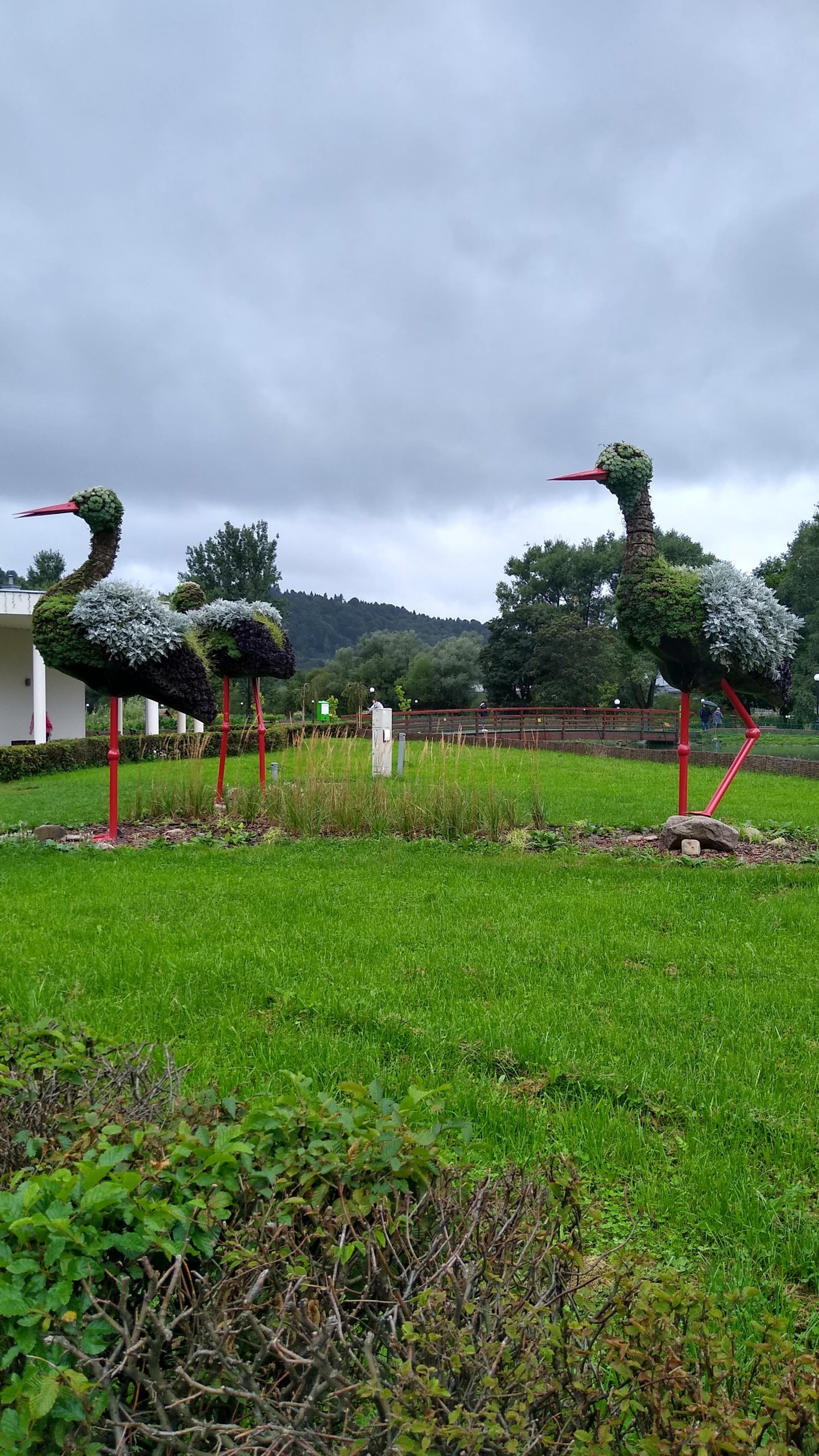 livebirdspoland_938219e66e82f033d10d8da5bf4312ea.jpg