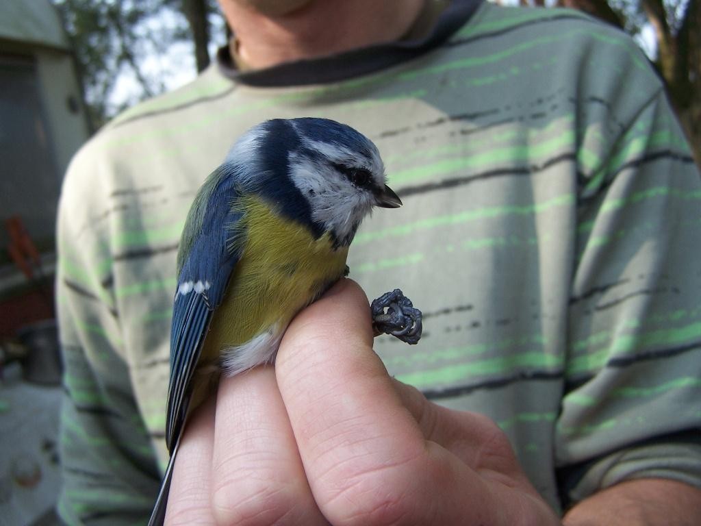 livebirdspoland_e02e111b867dd1977fa2fdbbc6a5c4ef.jpg