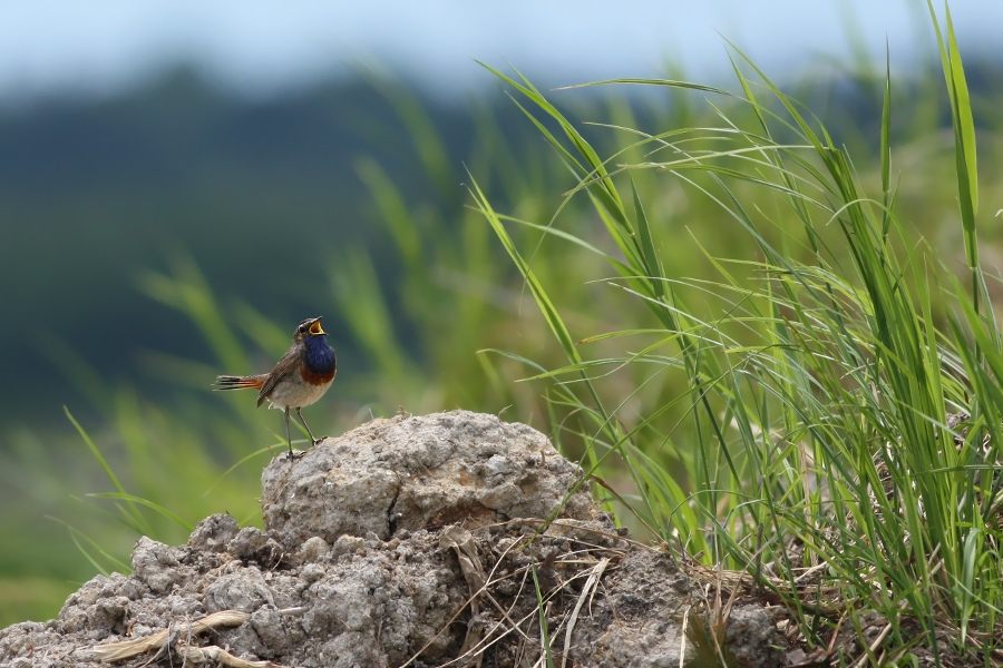 livebirdspoland_be60b9a2962ae3f619d96dd4ba8b9ae6.png