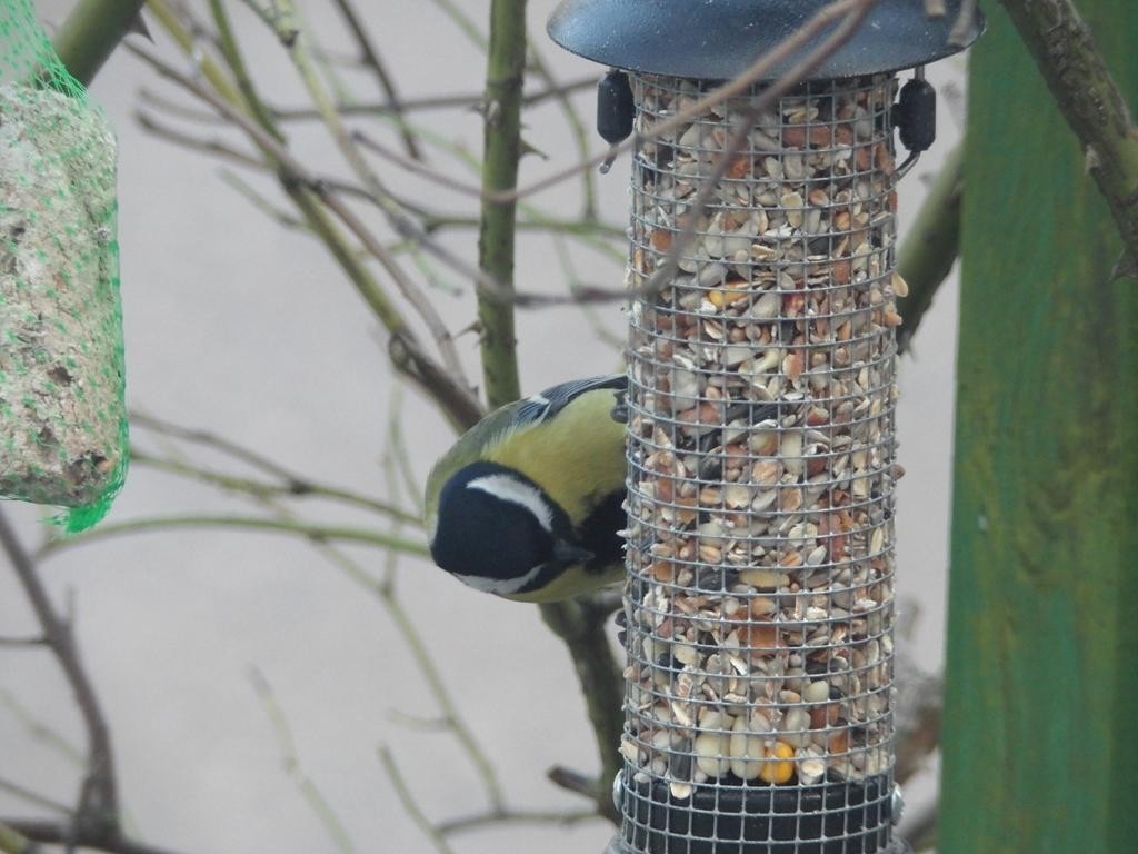 livebirdspoland_e2f2df0b67a783103763686fb155578f.jpg