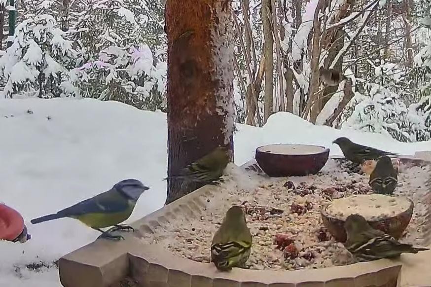 livebirdspoland_282f25f8ec2b52510defb919560d690a.jpg