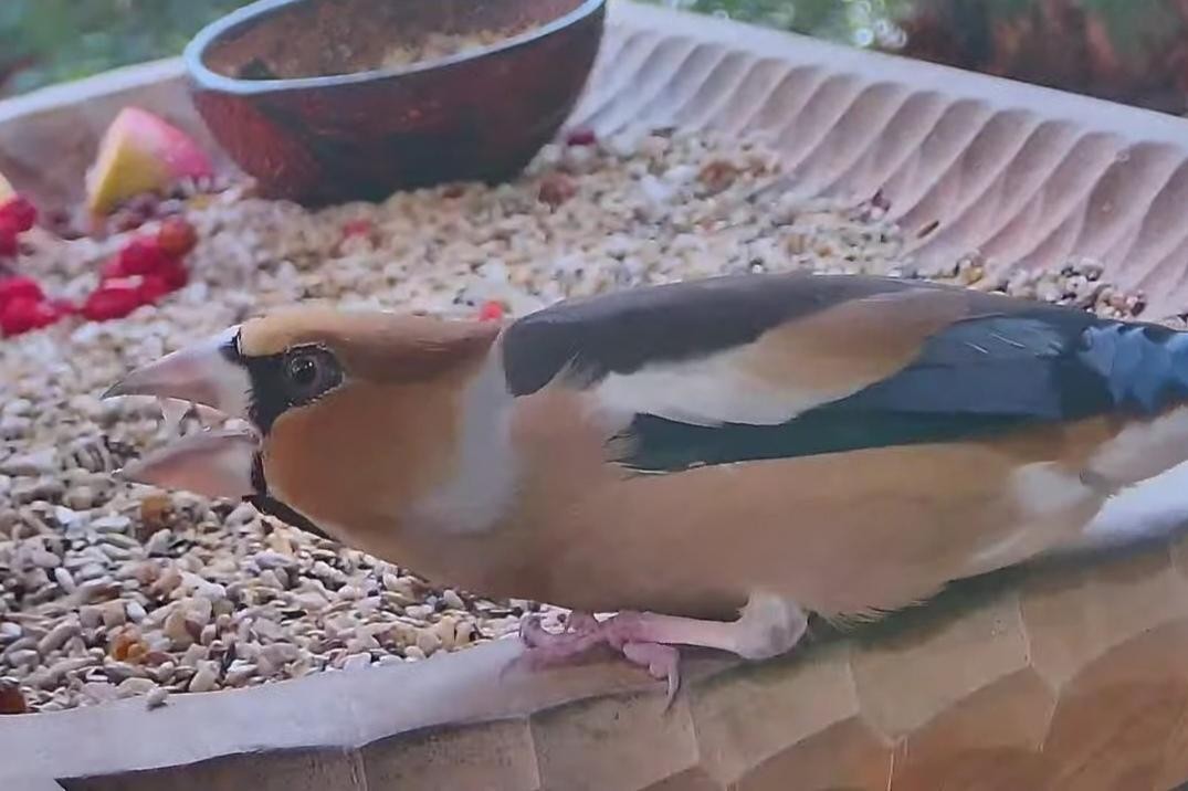 livebirdspoland_5fb135342b973648dd9fff434e6b90b1.jpg