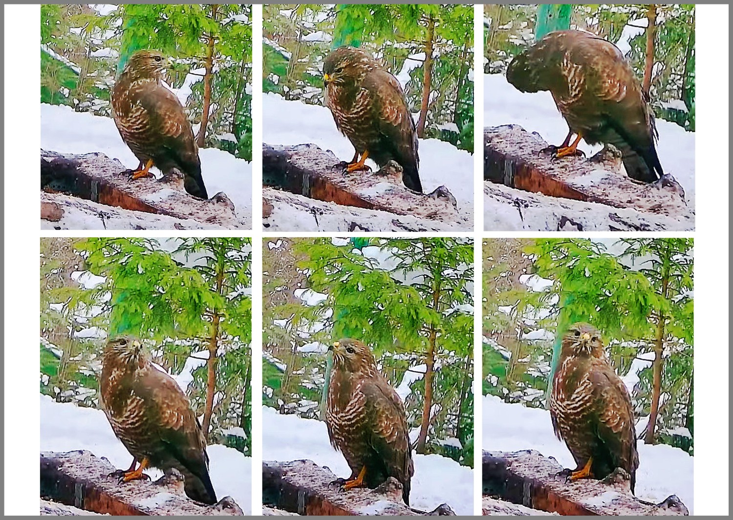 livebirdspoland_e1c6e56a8e97ff9ed31e40cc889de21d.jpg