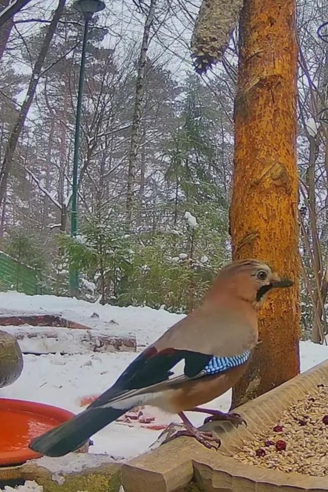 livebirdspoland_51c36d9c1868286b7b48a3b0de8f8944.jpg