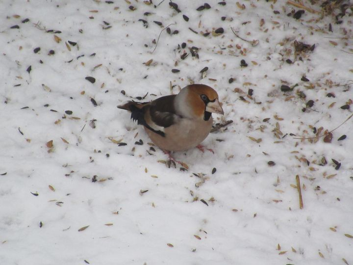 livebirdspoland_e3d673dcdfef325d4830f121089cbdd6.png