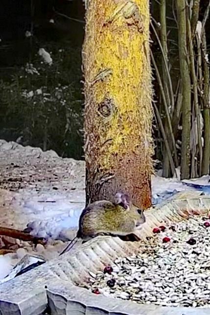 livebirdspoland_627d8164d3234458235c7118c52fbd09.jpg