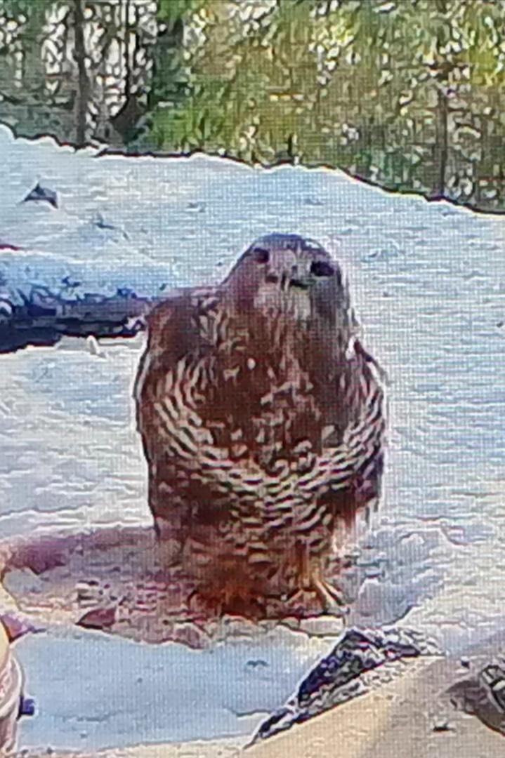 livebirdspoland_c2c074136a10d4b33ae4290c0296b4cd.jpg