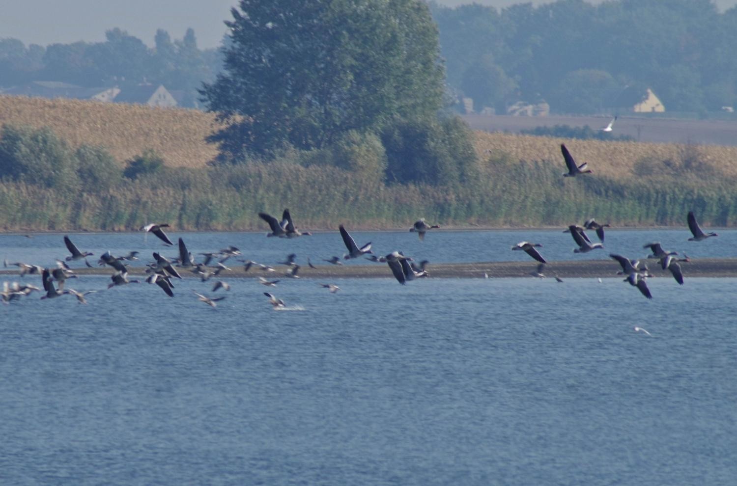 livebirdspoland_550329af4ced2f643442df2dac9c22e0.jpg