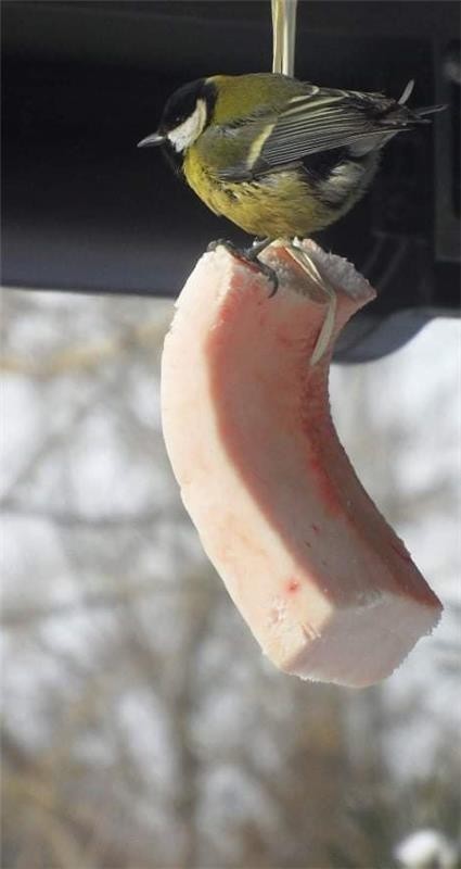 livebirdspoland_e4535bd81c22f0a68c1de2222c30b8da.jpg