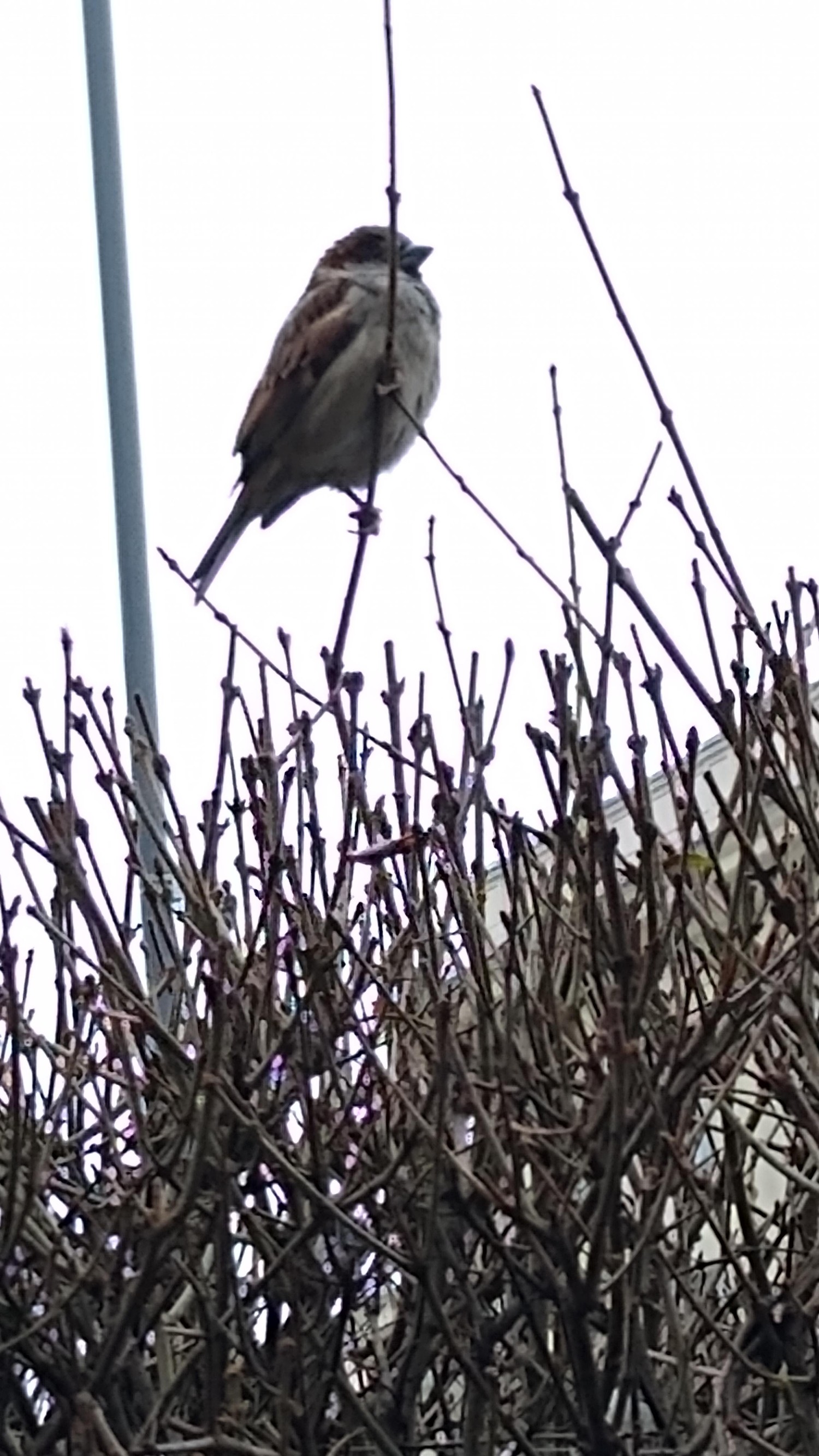 livebirdspoland_c5810fb4838542db110c40bc1984701c.jpg