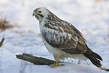 livebirdspoland_63991b056616e3823e8034ea03192947.png