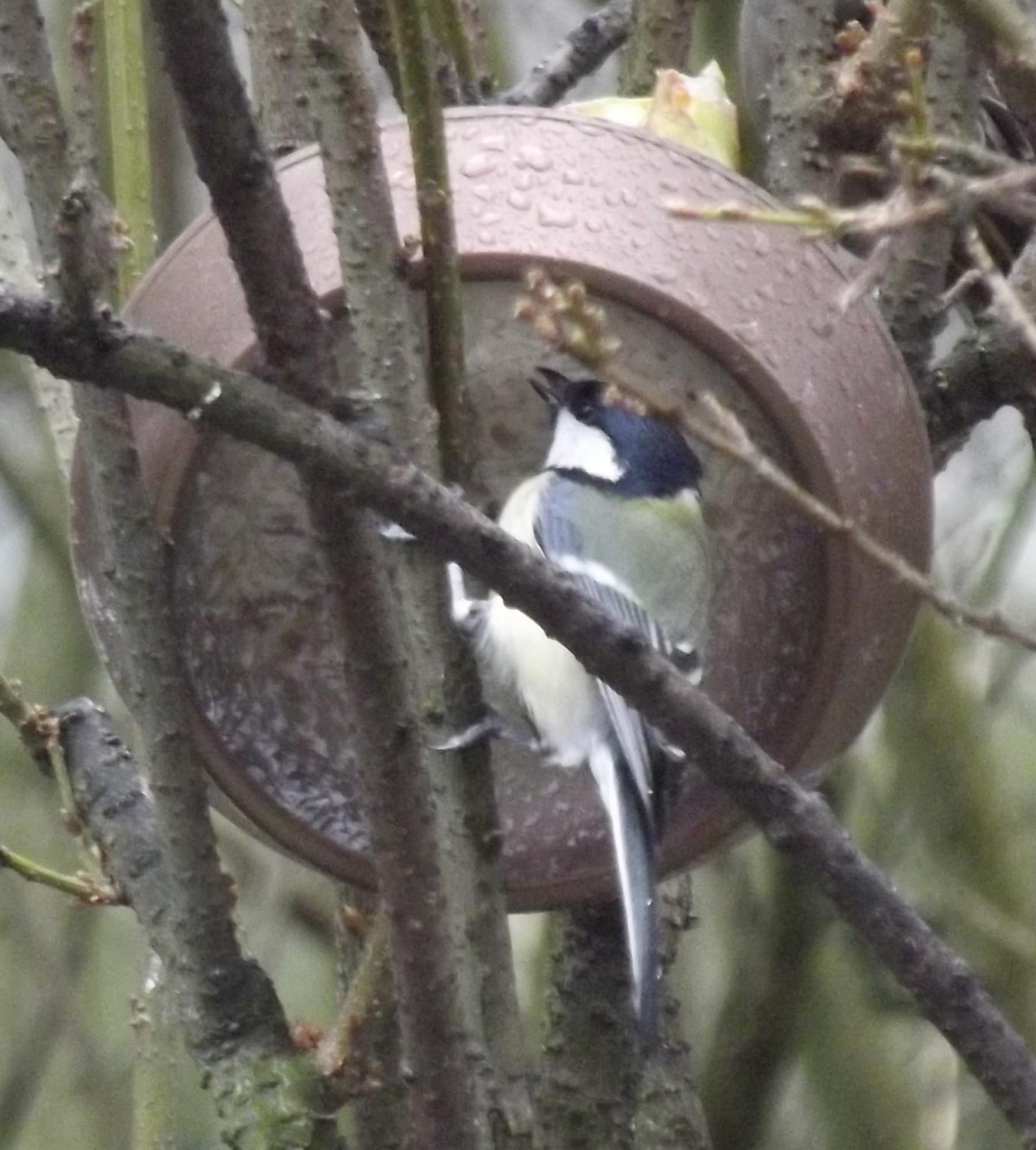 livebirdspoland_f4aba3407837e299b6400597f6827409.jpg
