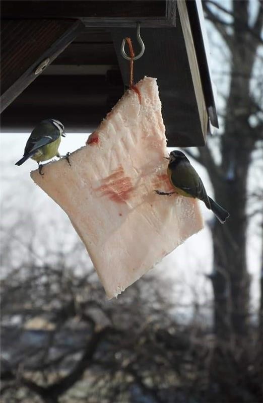 livebirdspoland_10b8134e1bf531bb131549e3d6c46683.jpg