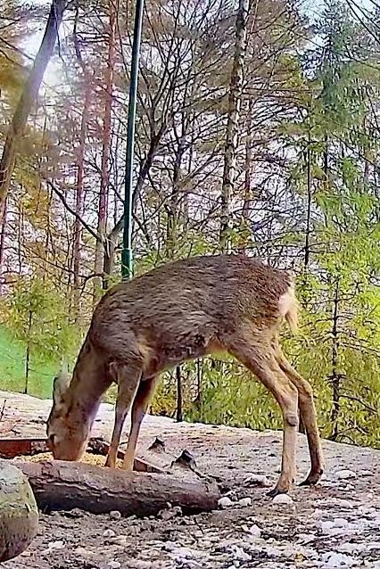 livebirdspoland_75c44941a3c00a85f8efcdaf3c8c96b9.jpg