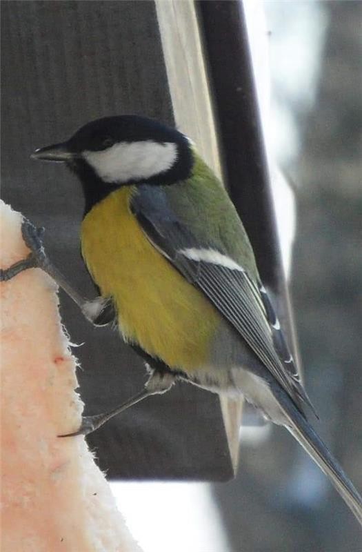 livebirdspoland_3debde52655852a88b4f44f740d088e7.jpg