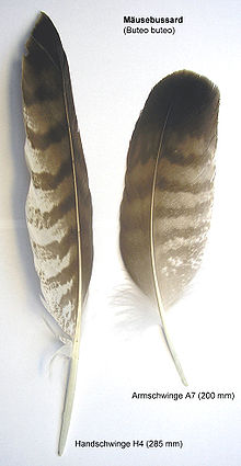 livebirdspoland_f0be82c9339a03e0404c8b42e01a58a7.png