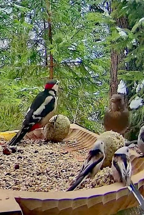 livebirdspoland_3f1c33ad4cd24f8085393183cfb6505f.jpg