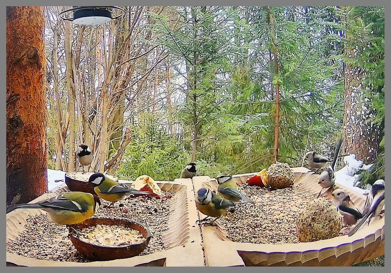 livebirdspoland_abafcc497df6c1f27449007e1c972301.jpg
