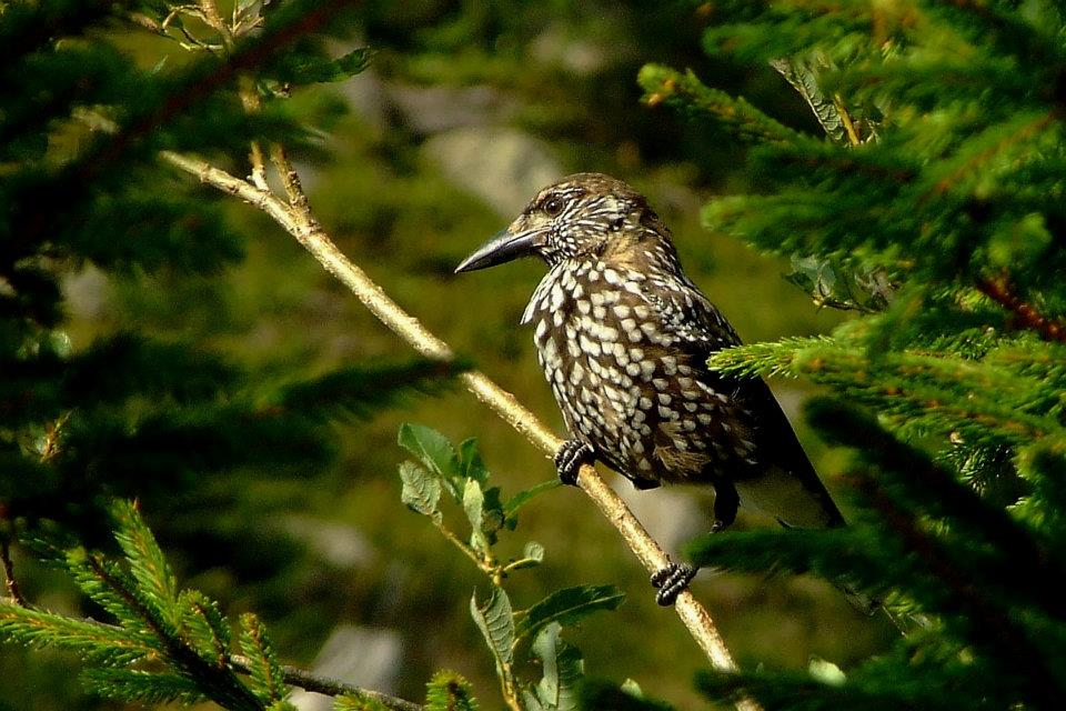 livebirdspoland_581ad974a170083c4db8968deaab94dd.png