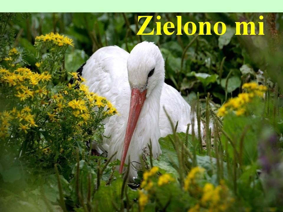 livebirdspoland_f13c1a5baeba8d6e50f69db399a3e49c.jpg