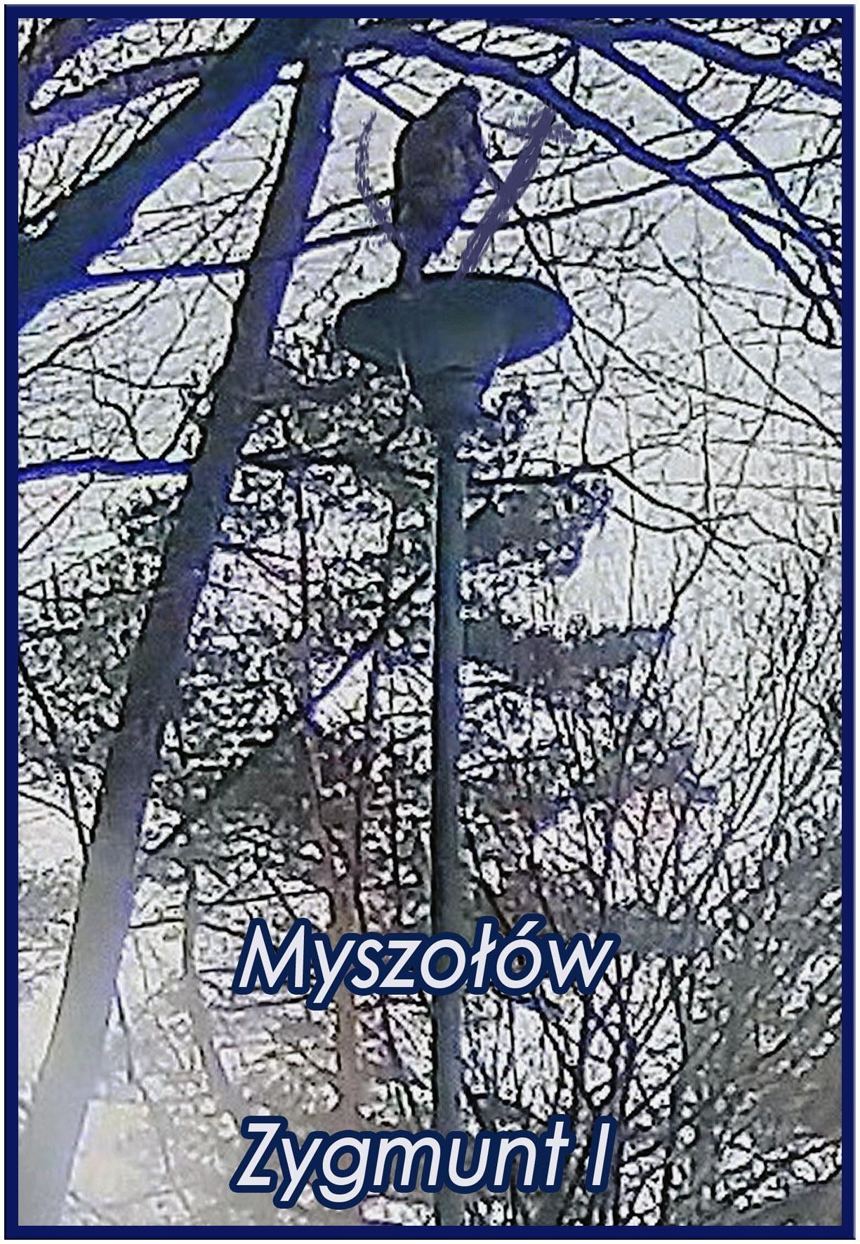 livebirdspoland_b878168ae2b323ec8de7f847e6b5cf85.jpg