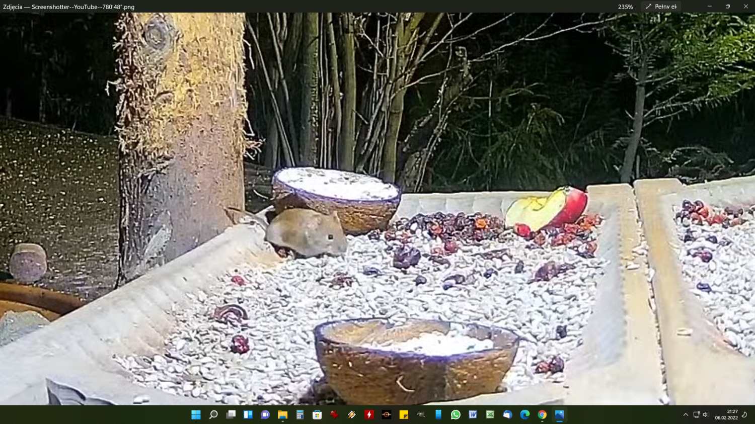 livebirdspoland_995c52c42d51dba45618ce82b2018511.png