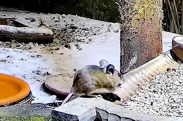 livebirdspoland_d2cb56a0736f82d0cea741976c05fa98.jpg