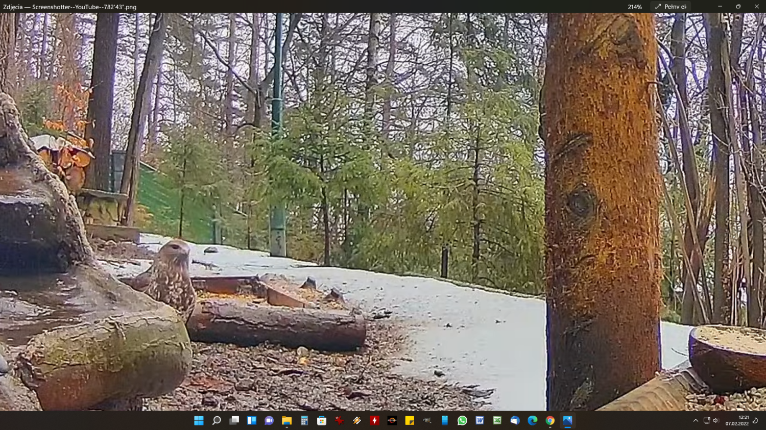livebirdspoland_2c16cd58cb8af4a073dc9e808816abc7.png