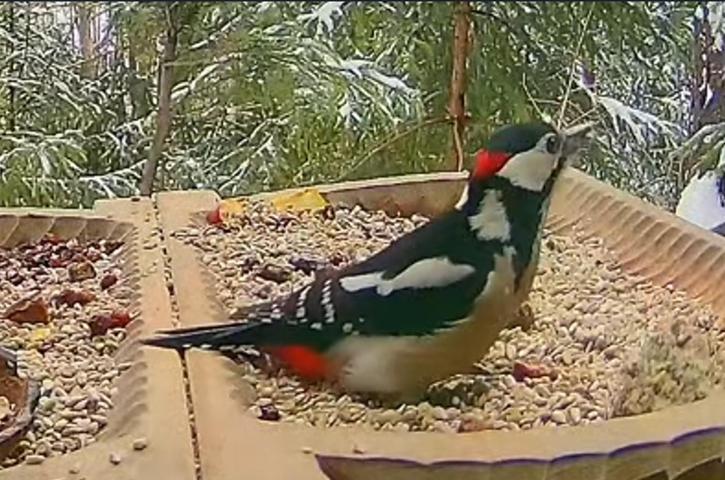 livebirdspoland_f524bba08190b36d8f2f596afe937020.jpg