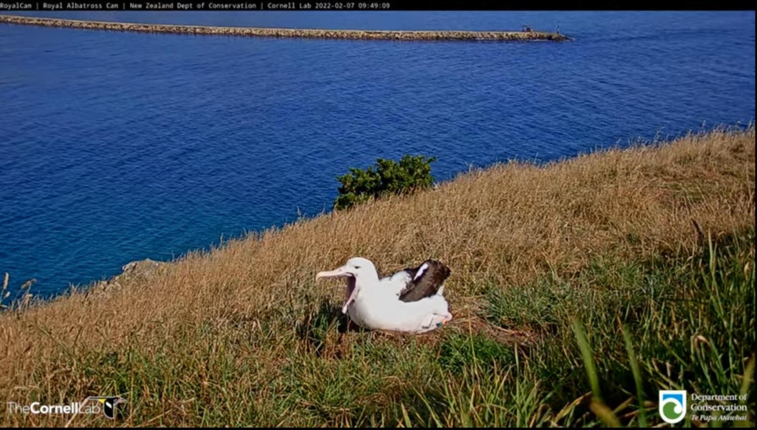 livebirdspoland_733d0666220cd3bd59e5ca53f849e75d.jpg